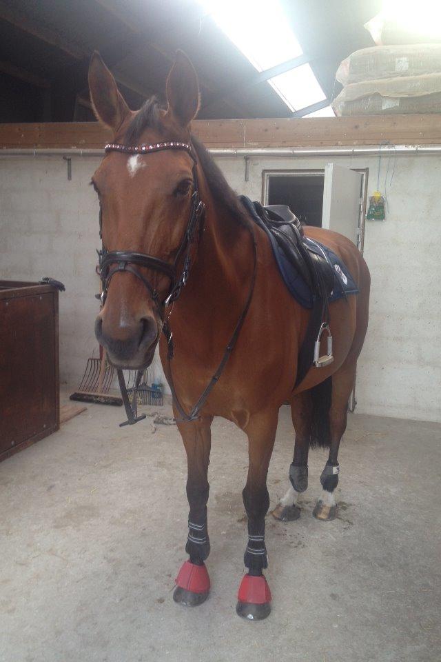 Dansk Varmblod Chili - Z (Ramona) billede 14