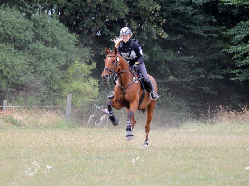 Dansk Varmblod Chili - Z (Ramona) billede 15