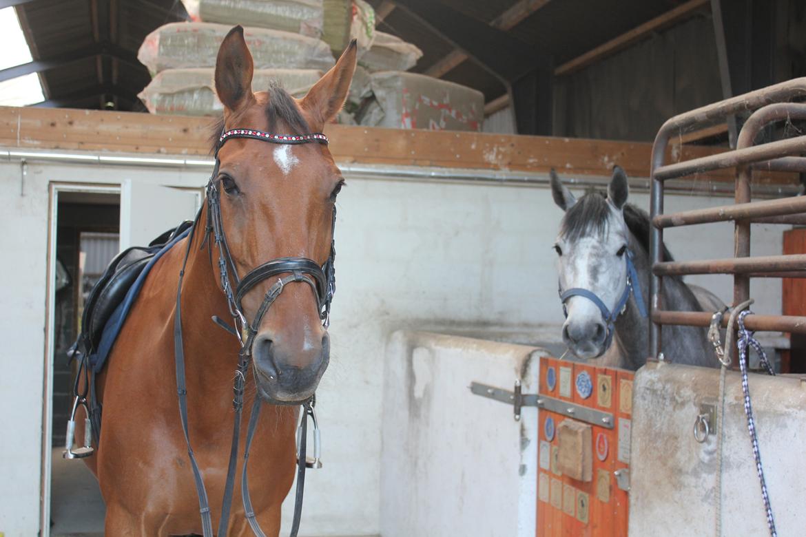 Dansk Varmblod Chili - Z (Ramona) billede 16