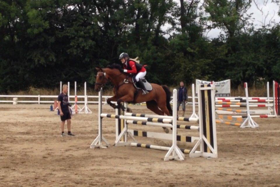 Dansk Varmblod Chili - Z (Ramona) billede 9