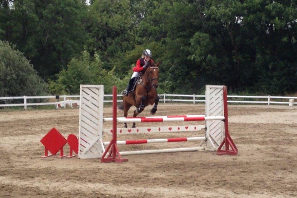 Dansk Varmblod Chili - Z (Ramona) billede 17