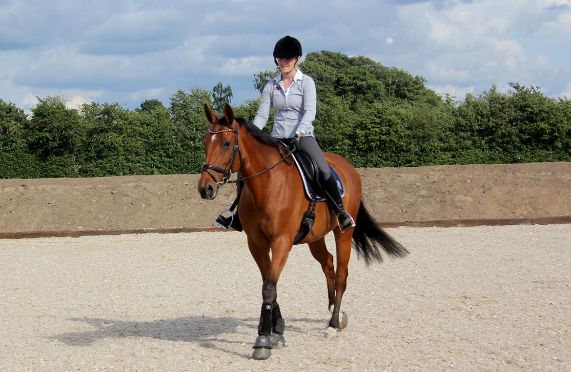 Dansk Varmblod Chili - Z (Ramona) billede 18