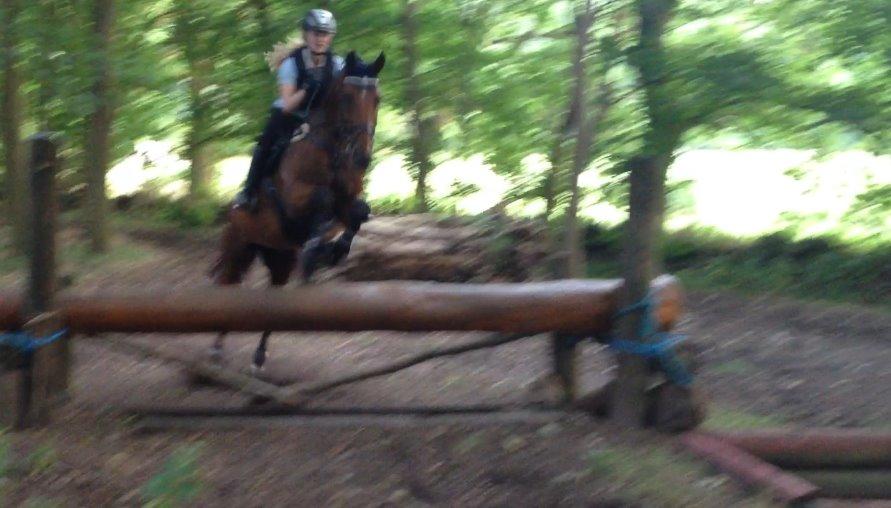 Dansk Varmblod Chili - Z (Ramona) billede 19