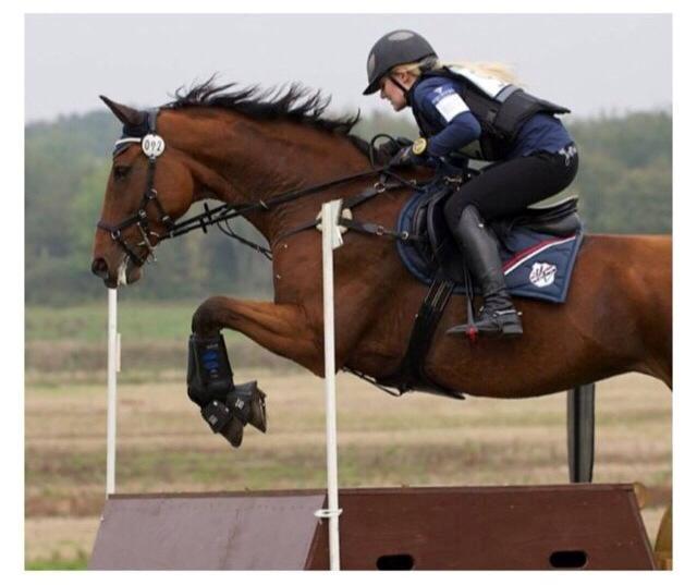 Dansk Varmblod Chili - Z (Ramona) billede 6