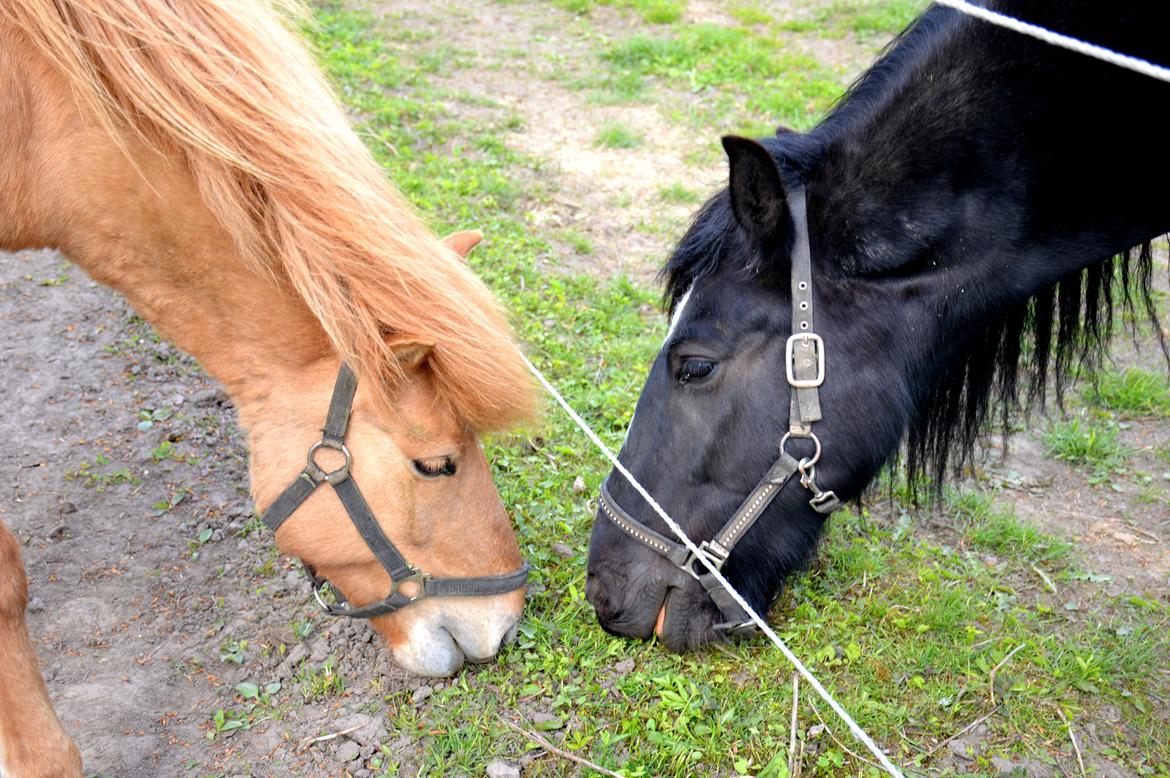 Anden særlig race Ösp billede 13