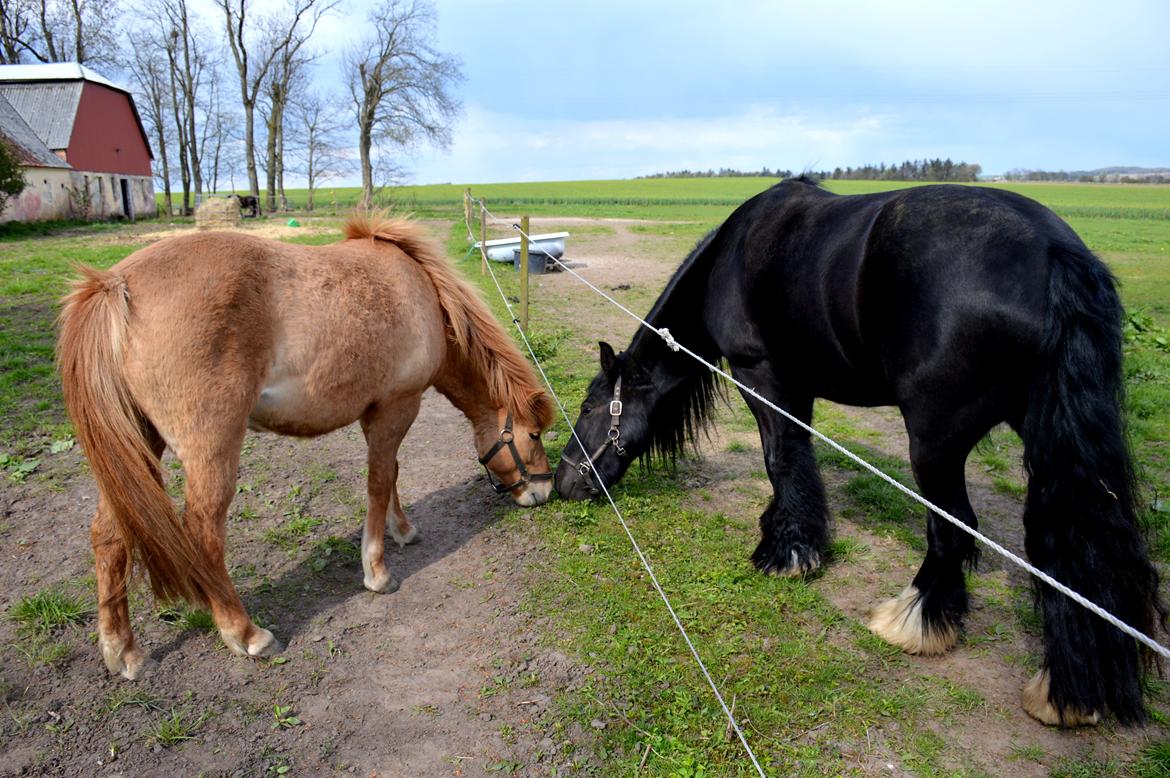 Anden særlig race Ösp billede 7