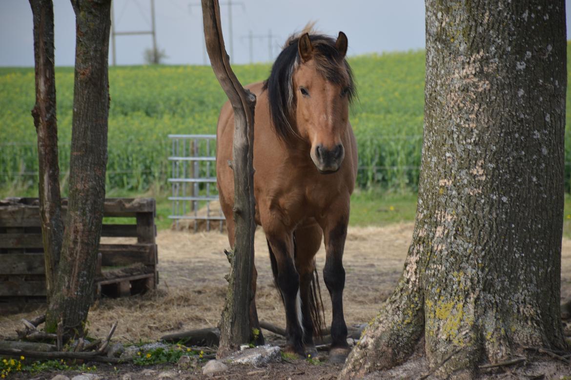 Anden særlig race Frej billede 9