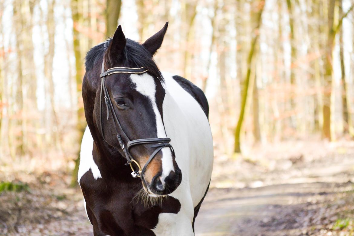 Pinto SØGAARDS MASTERPIECE (Solgt) billede 14