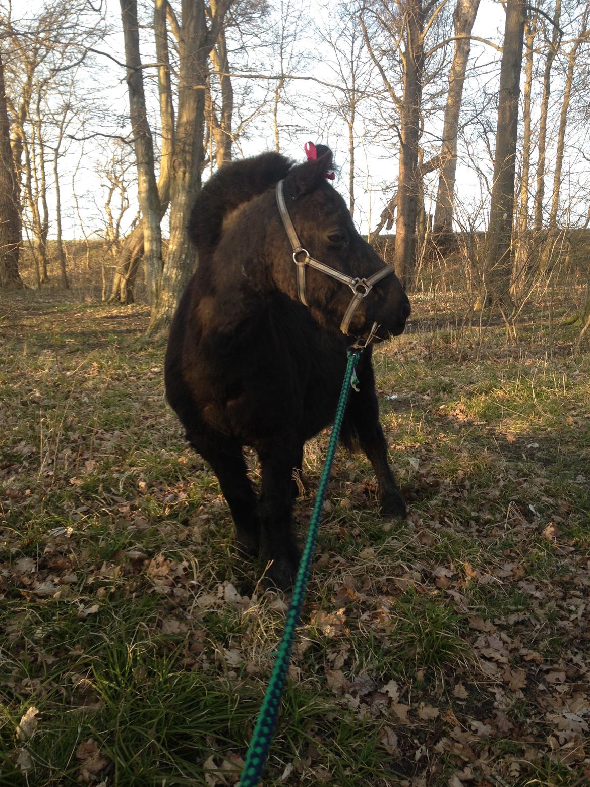 Shetlænder Constantin - forår 2015 billede 19