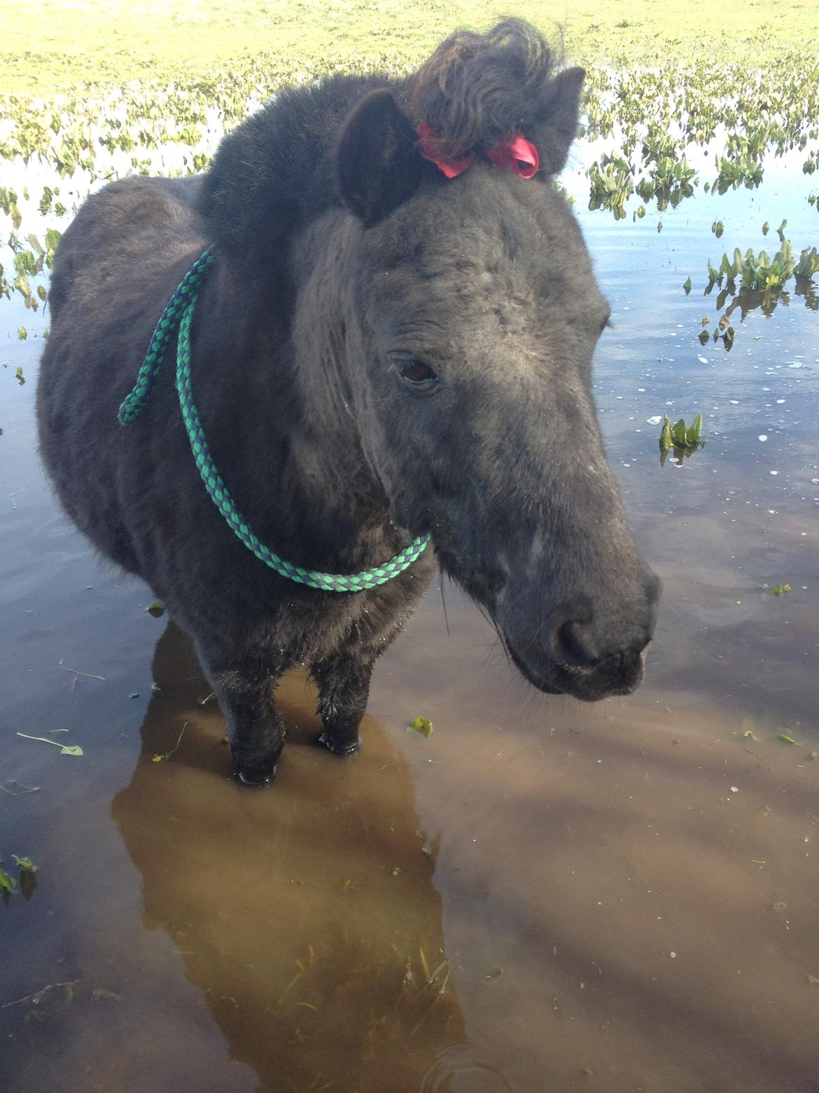 Shetlænder Constantin - forår 2015 billede 8