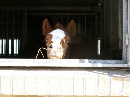 Welsh Partbred (Sec F) Stillebaekkens Monogramm - Mono som føl. Typisk Mono billede 8