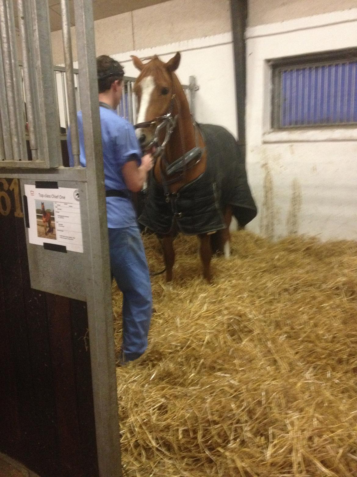 Welsh Partbred (Sec F) Stillebaekkens Monogramm - Hos tandlægen billede 16