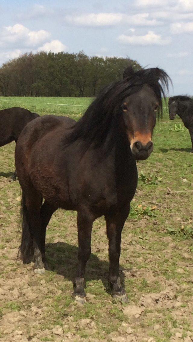 Dartmoor Anc-neu Loa billede 4