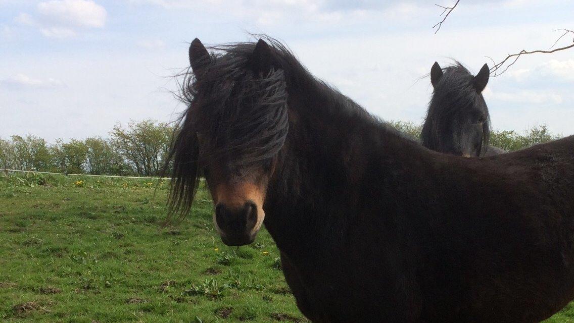 Dartmoor Anc-neu Loa billede 5