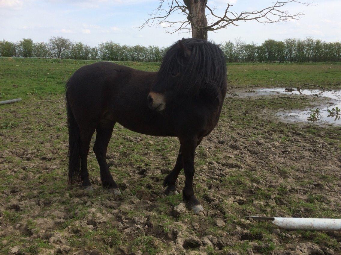 Dartmoor Anc-neu Loa billede 6