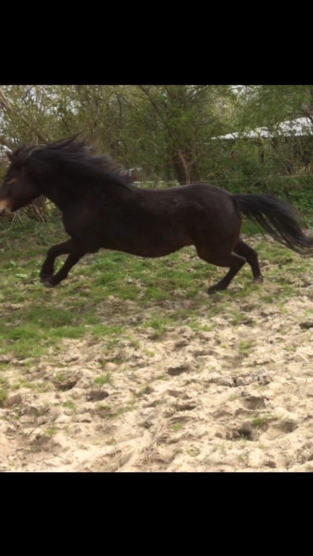 Dartmoor Anc-neu Loa billede 8