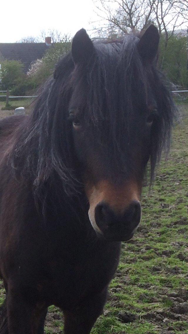 Dartmoor Anc-neu Loa billede 7