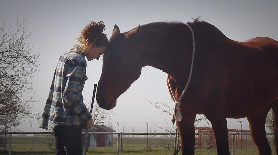 Dansk Varmblod Kanwas Frydenlund billede 16