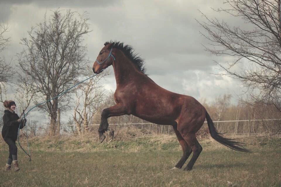 Dansk Varmblod Kanwas Frydenlund billede 17