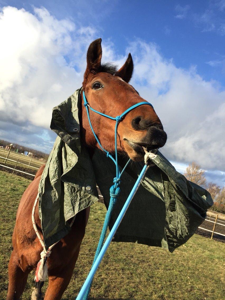 Dansk Varmblod Kanwas Frydenlund billede 18