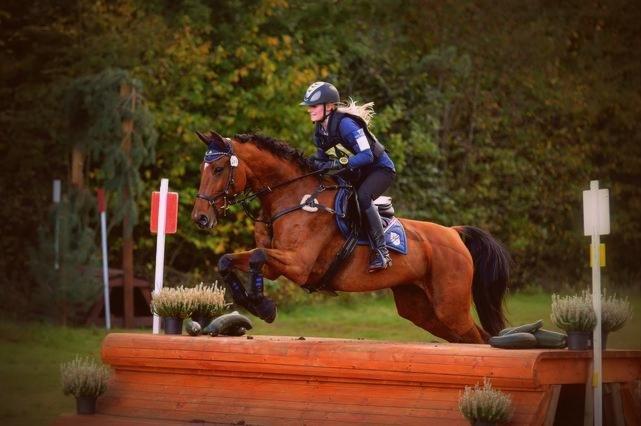 Dansk Varmblod Chili - Z (Ramona) billede 3