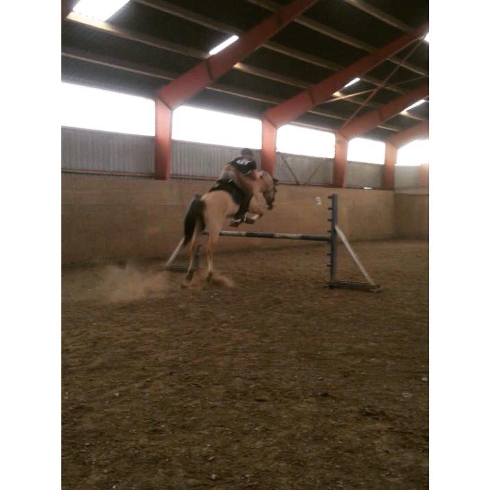 Anden særlig race Sally - I flyvende stil over 1 meter<3 billede 17