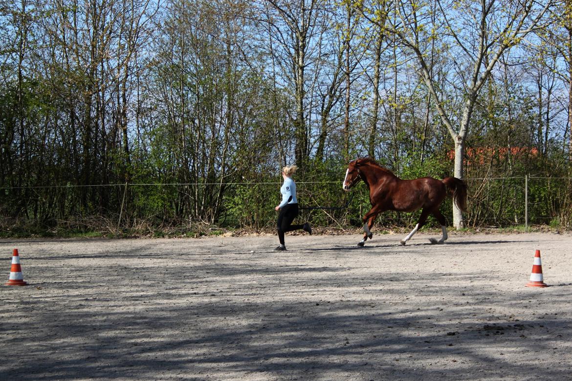 DSP Stenbakkegårds hoopers creek billede 12
