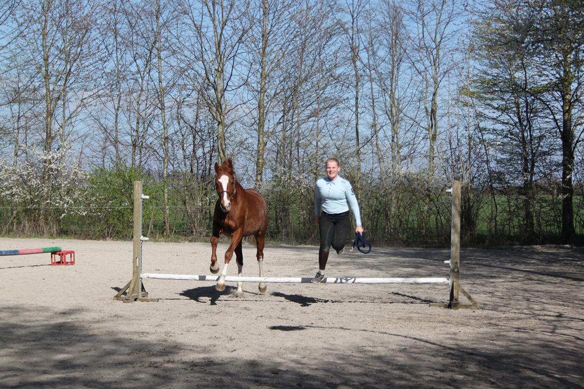 DSP Stenbakkegårds hoopers creek billede 14