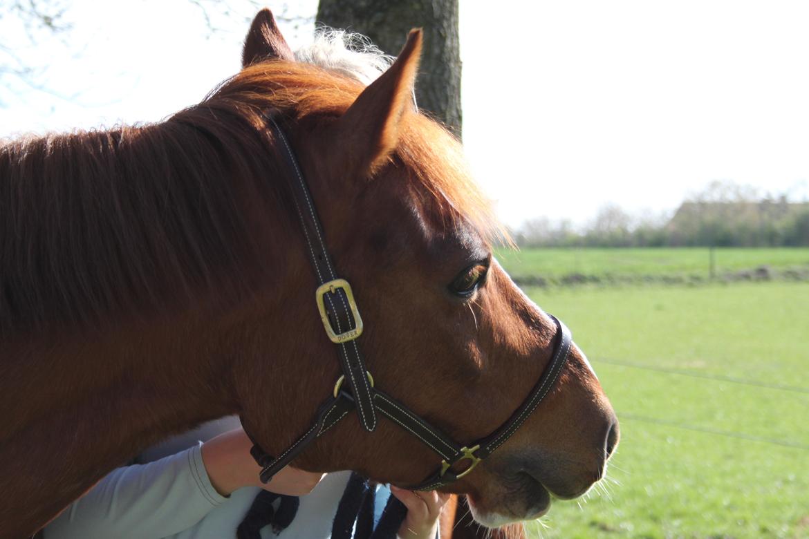 DSP Stenbakkegårds hoopers creek billede 19