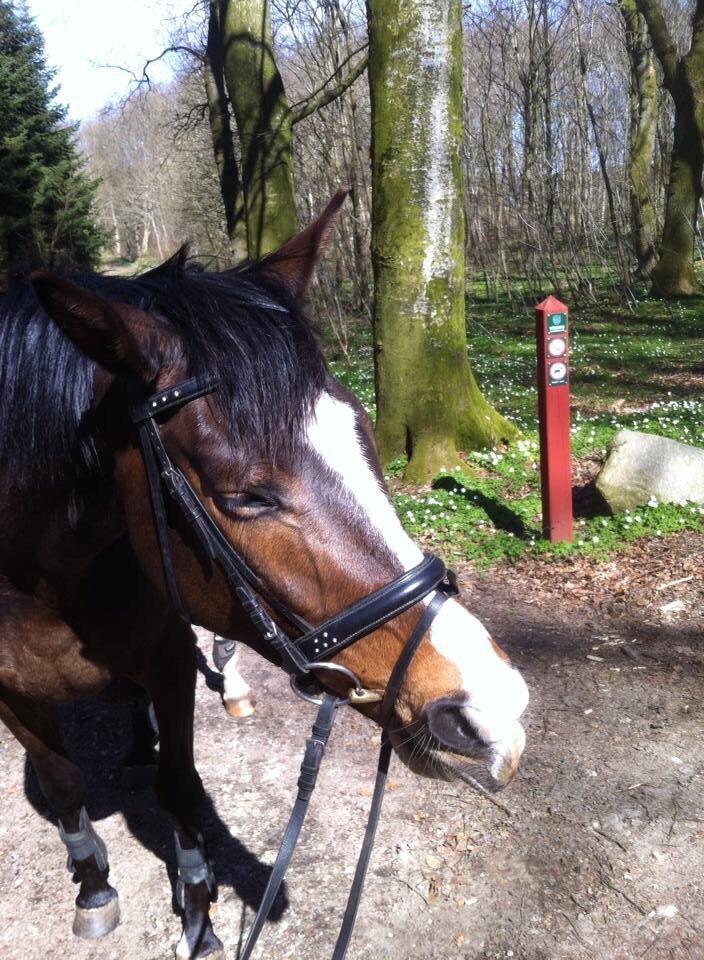 Dansk Varmblod Chansey Skovbo billede 16