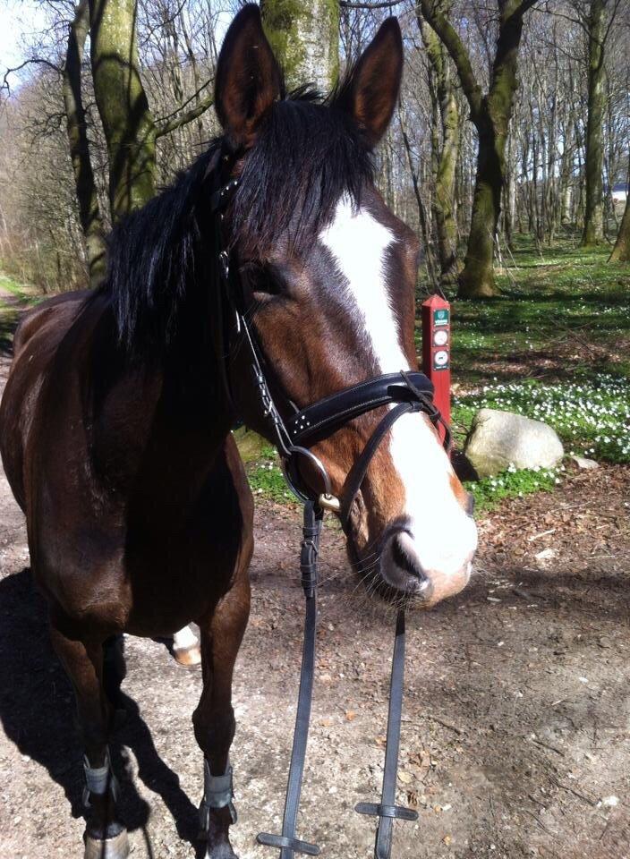 Dansk Varmblod Chansey Skovbo billede 15