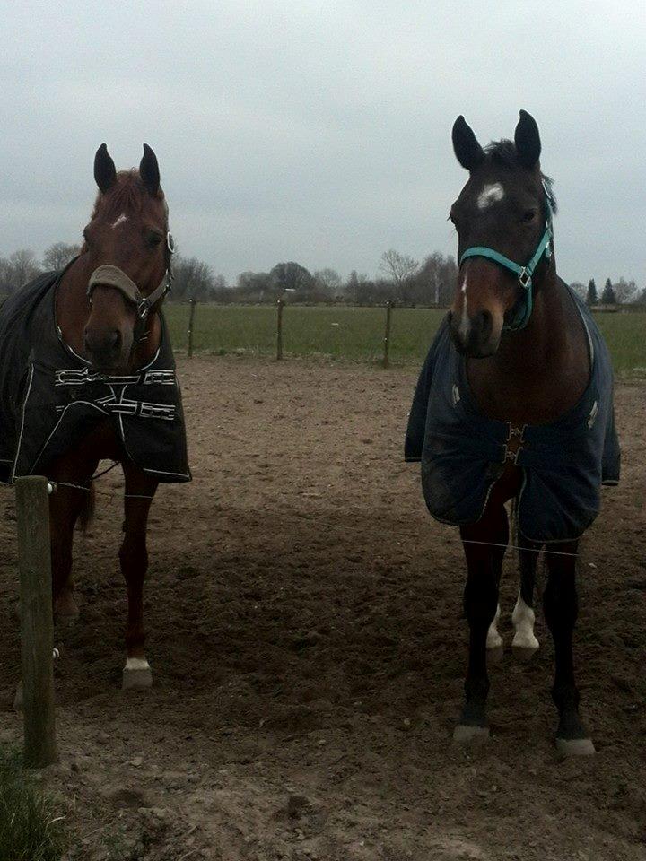 Oldenborg Overmoselund's Conti ~ Bettemanden ~ [Lånehest] billede 9