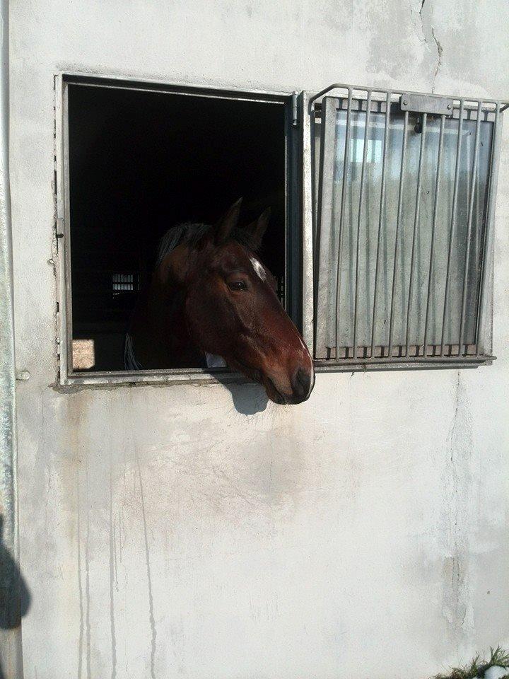 Oldenborg Overmoselund's Conti ~ Bettemanden ~ [Lånehest] billede 6