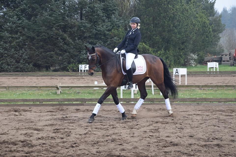 Oldenborg Overmoselund's Conti ~ Bettemanden ~ [Lånehest] billede 3