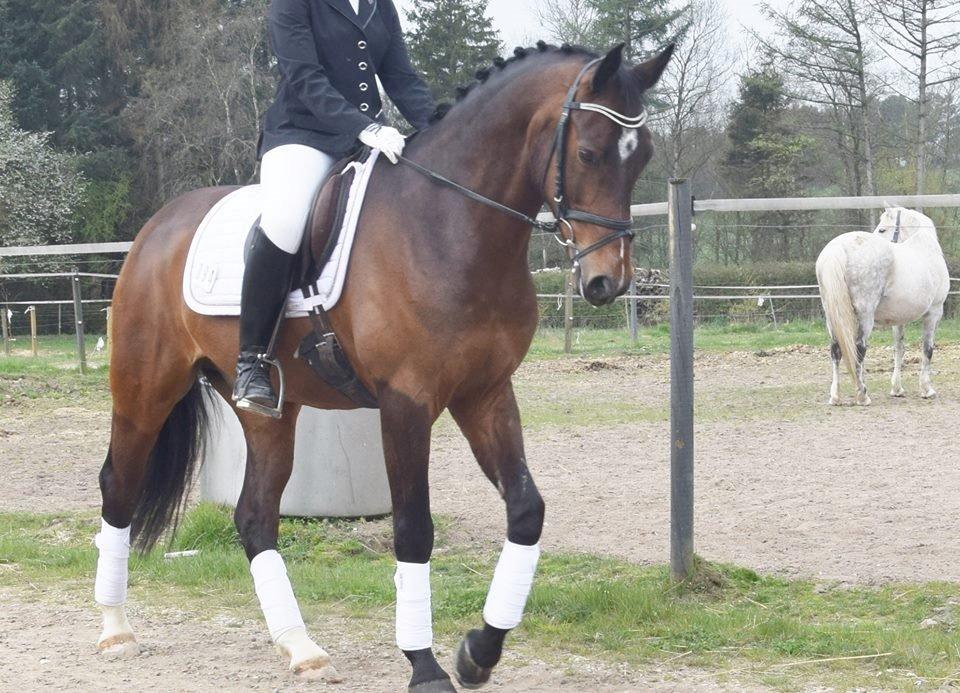 Oldenborg Overmoselund's Conti ~ Bettemanden ~ [Lånehest] billede 7