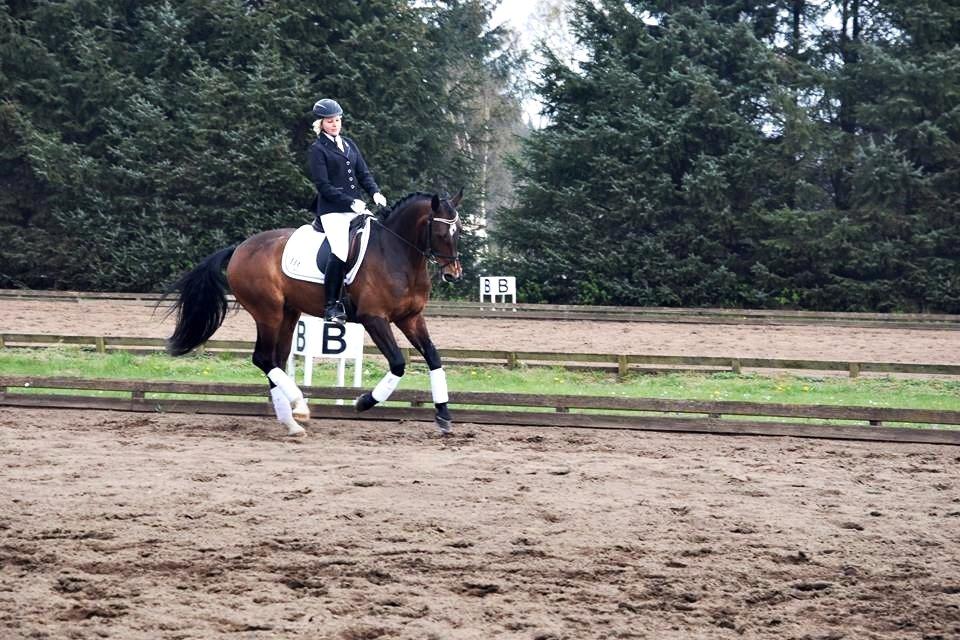 Oldenborg Overmoselund's Conti ~ Bettemanden ~ [Lånehest] billede 1