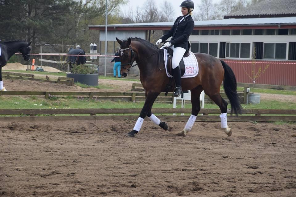 Oldenborg Overmoselund's Conti ~ Bettemanden ~ [Lånehest] billede 10