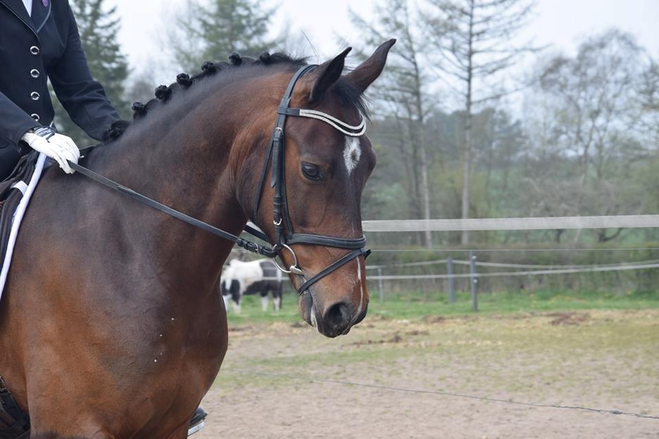 Oldenborg Overmoselund's Conti ~ Bettemanden ~ [Lånehest] billede 12