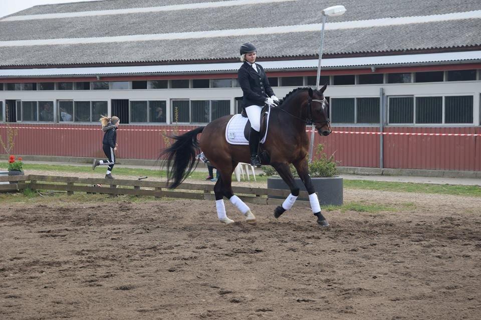 Oldenborg Overmoselund's Conti ~ Bettemanden ~ [Lånehest] billede 8