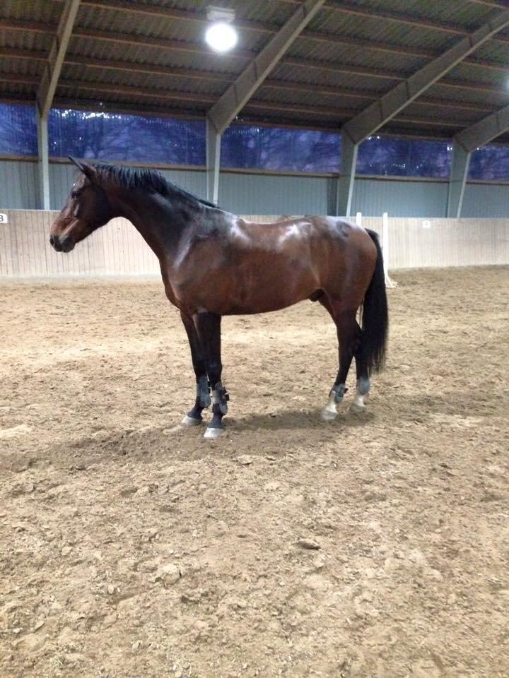 Oldenborg Overmoselund's Conti ~ Bettemanden ~ [Lånehest] billede 2