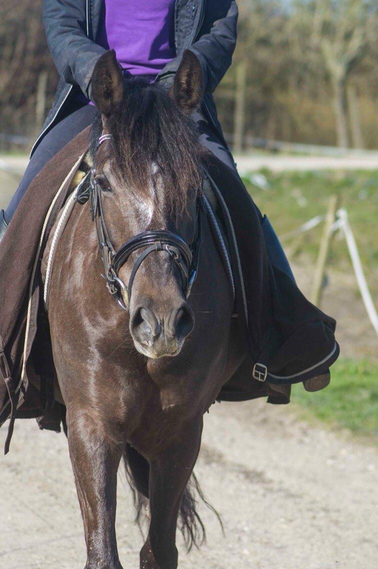 New Forest Elmholts Filicia - 4 april 2015 en lille tur rundt om sandfolden ♥ billede 4