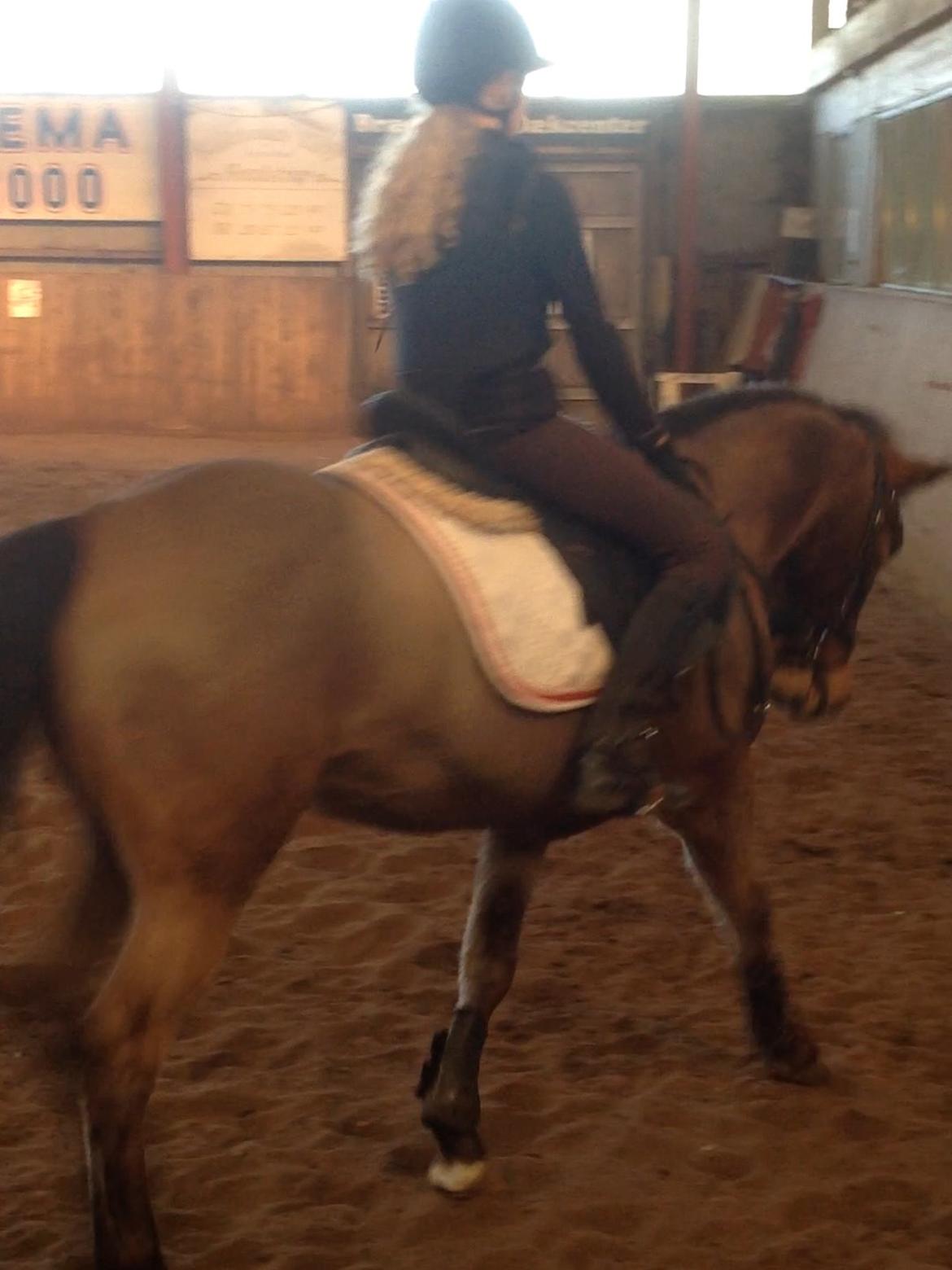 New Forest My little pony topper  - træning med at gå til biddet  billede 2