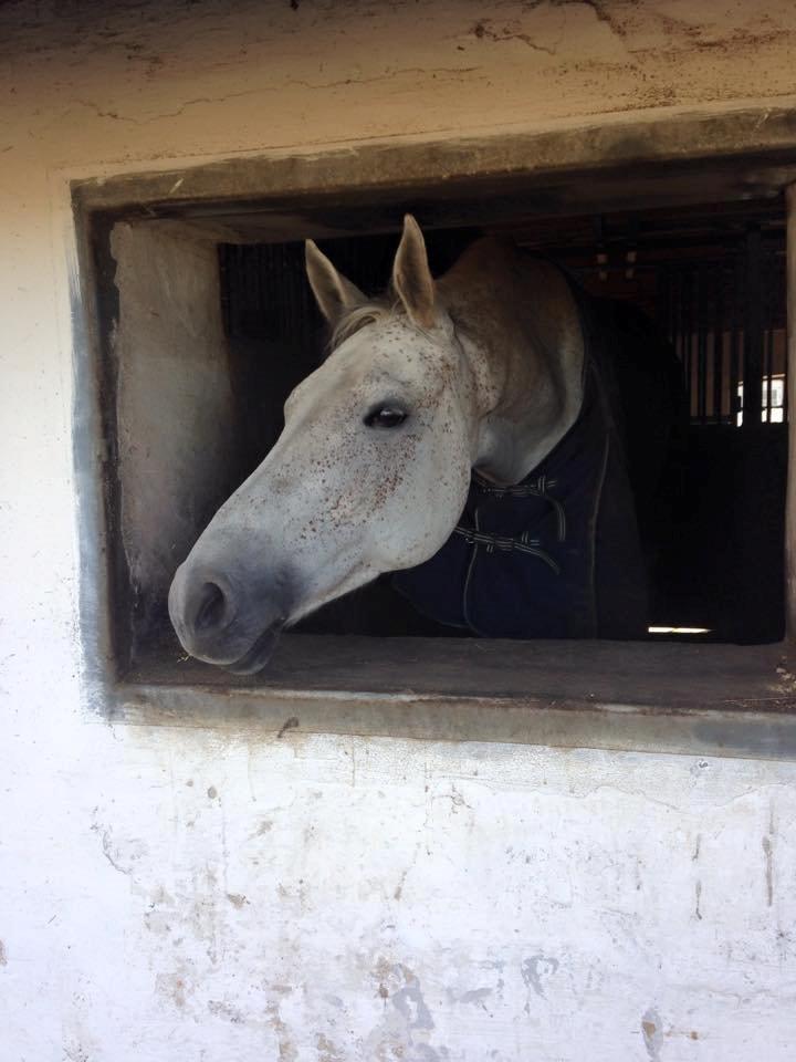 Holstener Animera billede 12