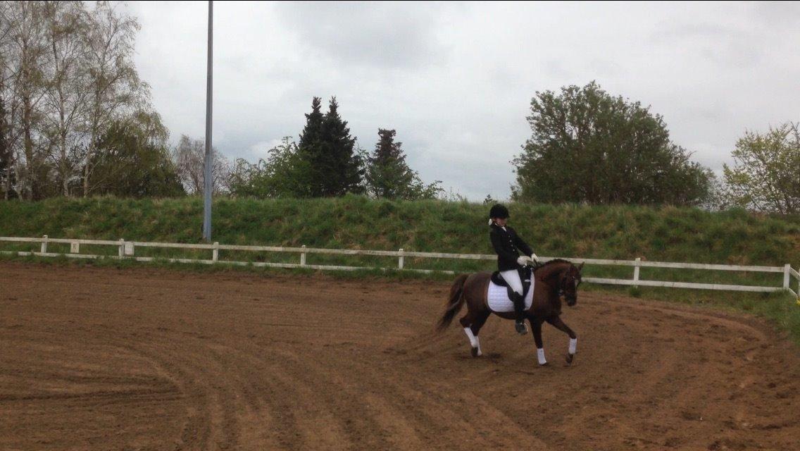 Welsh Pony (sec B) Tophøjs spartan  billede 20