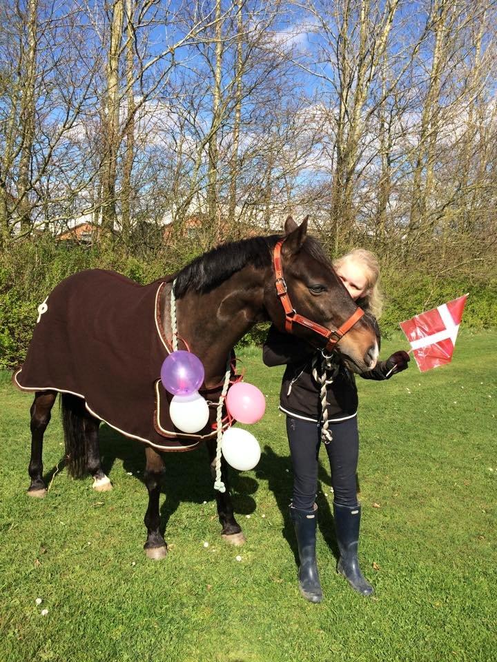 Tysk Sportspony Caruso - min pony! B -pony - Tillykke med de 18 år min dreng - D. 1/5 - 1997 billede 5