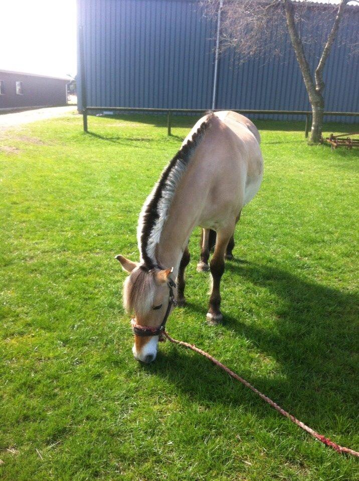 Fjordhest Julie (halvpart) billede 20