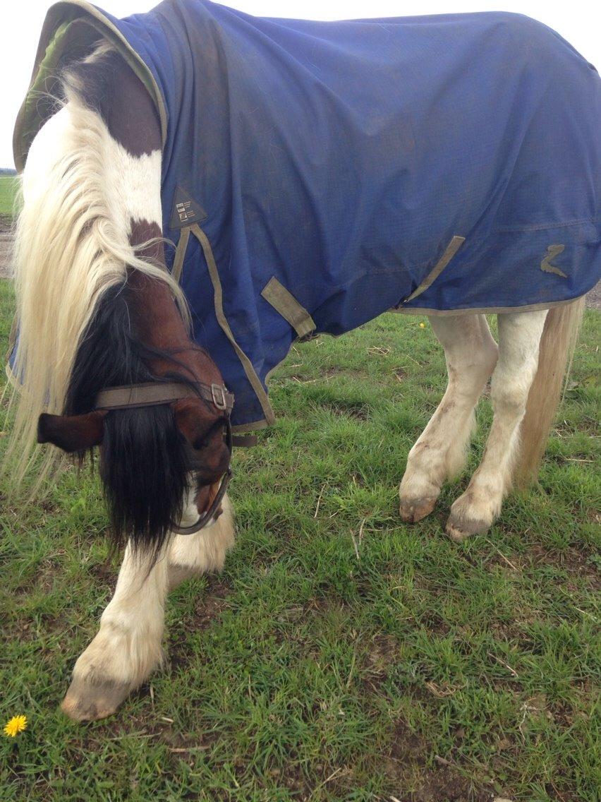 Irsk Sportspony Coney patch billede 4