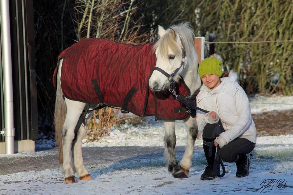 Welsh Mountain (sec A) Bangs Tempo billede 15