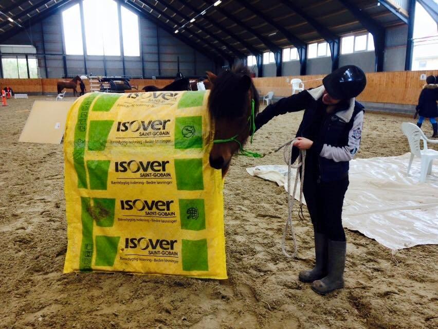 Islænder Askja fra Birkegården billede 9