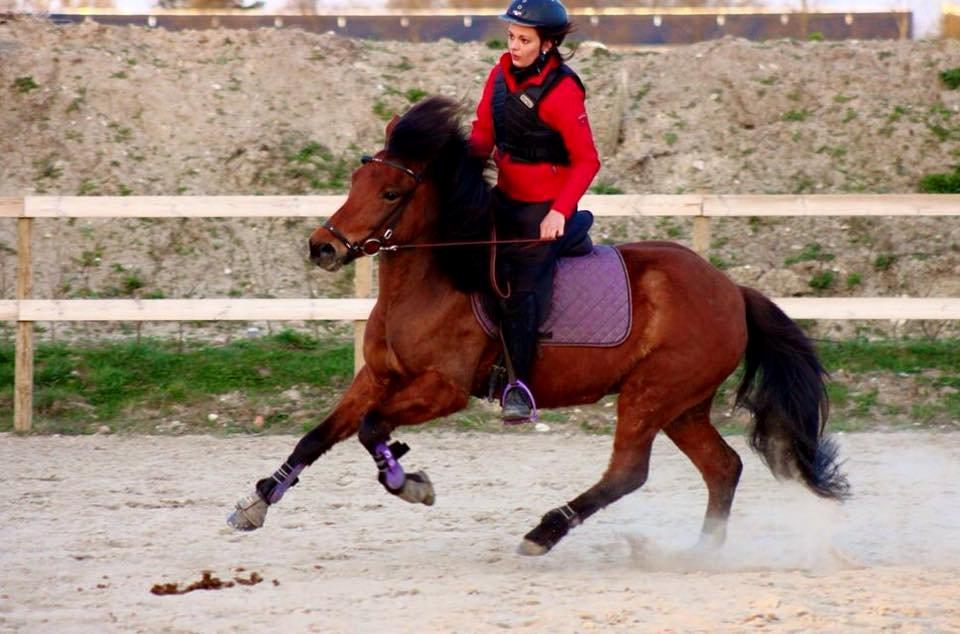 Islænder Askja fra Birkegården billede 13